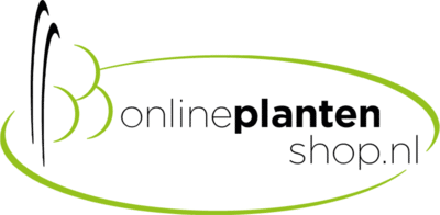 Waar kunt u mooie vaste planten kopen?